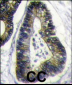 FAU Antibody (N-term)